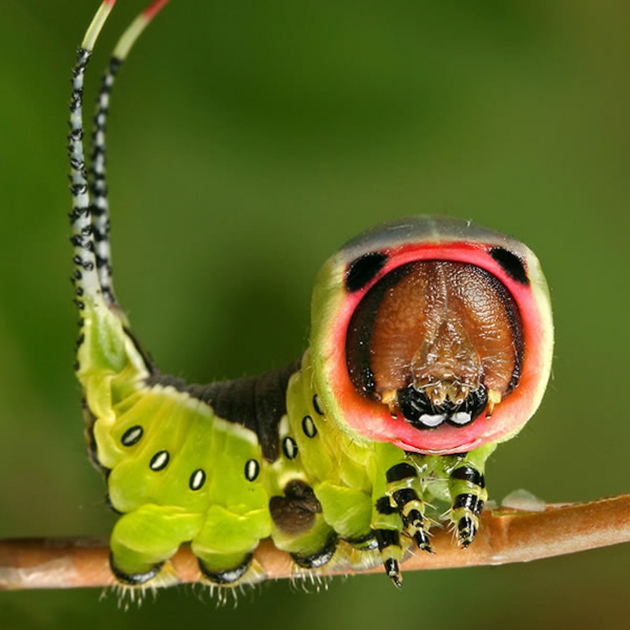 Puss Moth Head Necklace
