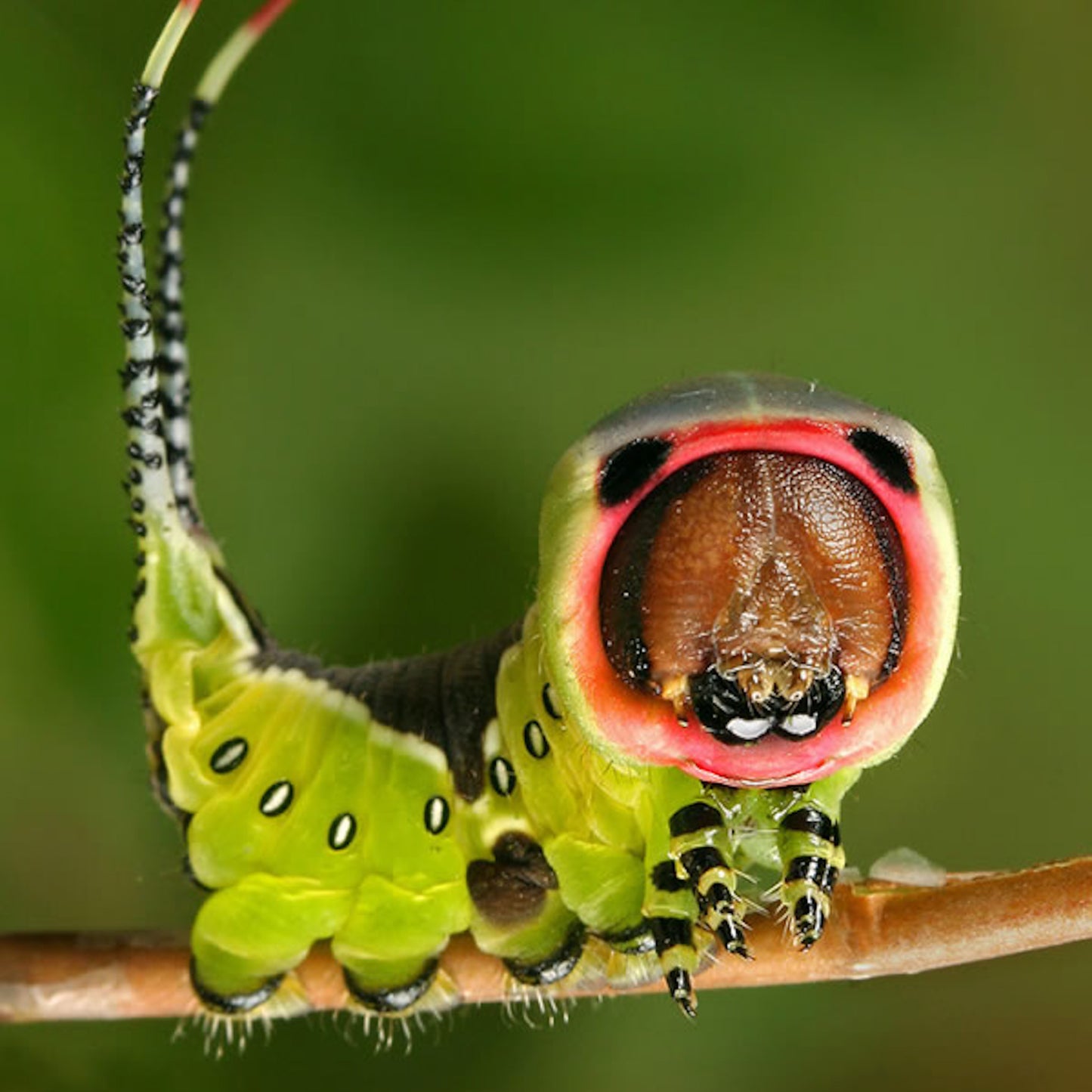 Puss Moth Head Necklace